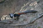 Lady Amherst's pheasant