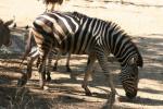 Chapman's zebra