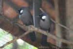 Black-throated laughing-thrush