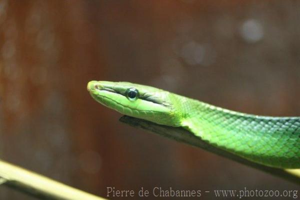 Red-tailed green ratsnake