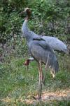 Indochinese sarus crane