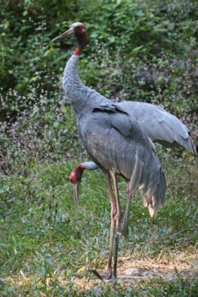 Indochinese sarus crane