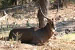 Common waterbuck