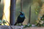 Greater blue-eared starling