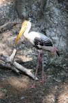 Painted stork