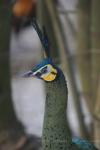Green peafowl