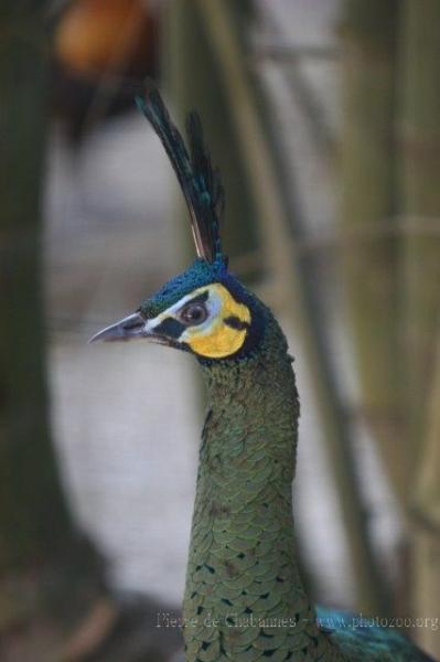Green peafowl