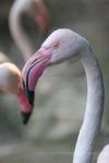 Greater flamingo