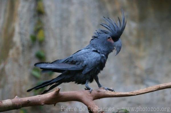 Palm cockatoo