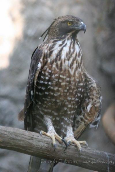 Mountain hawk-eagle