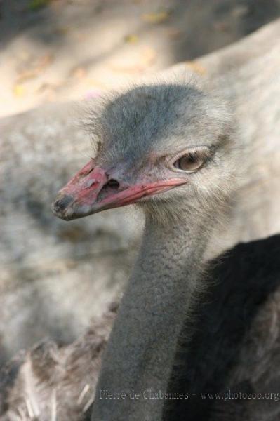 South-African ostrich