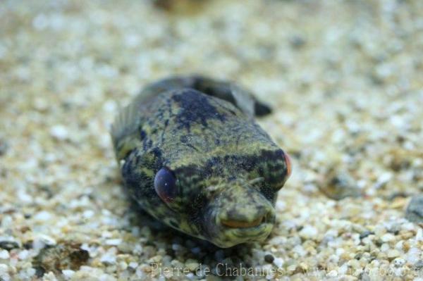 Palembang pufferfish