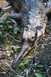 Malayan gharial