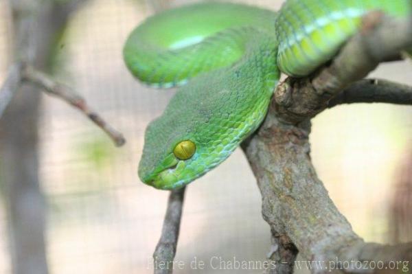 Pope's pitviper