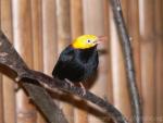 Golden-headed manakin *