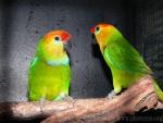 Large fig-parrot *