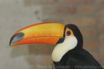 Toco toucan *