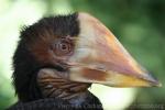 Penang Bird Park