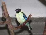 Black-headed tanager *