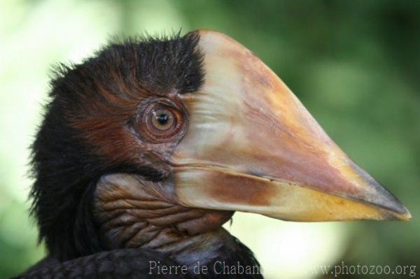 Helmeted hornbill