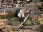 Colombian white-faced capuchin