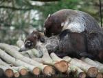 White-nosed coati