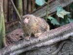 Pygmy marmoset