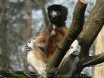 Crowned sifaka