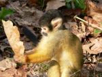 Bolivian squirrel-monkey