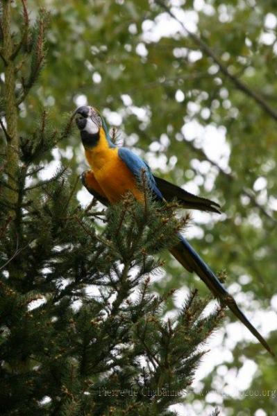 Blue-and-gold macaw