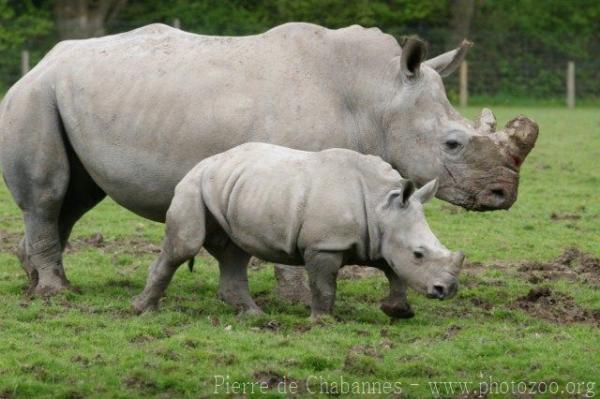 Southern white rhinoceros