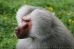 Hamadryas baboon *