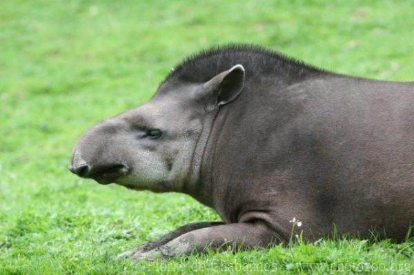 Lowland tapir