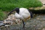 African sacred ibis