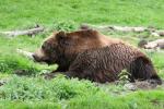 European brown bear