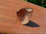 Common palmfly *