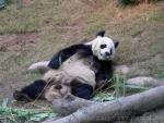 Giant panda