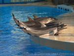 Indian bottlenose dolphin