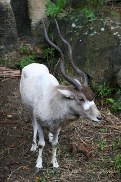 Addax