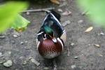 American wood duck