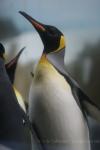 King penguin