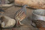 Taiwan bamboo-partridge