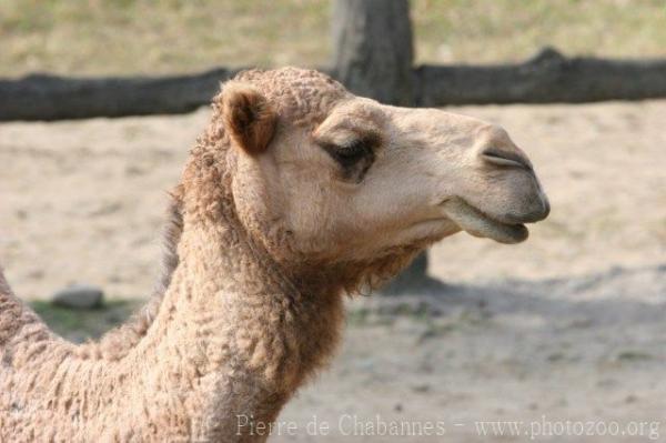 Dromedary camel