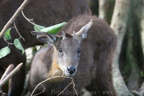 Formosan serow