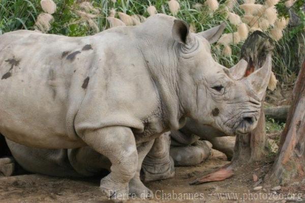 Southern white rhinoceros