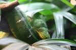 Emerald tree boa