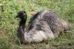 Common emu