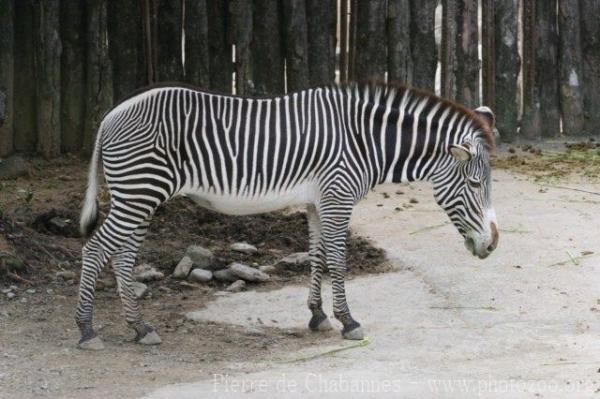 Grévy's zebra