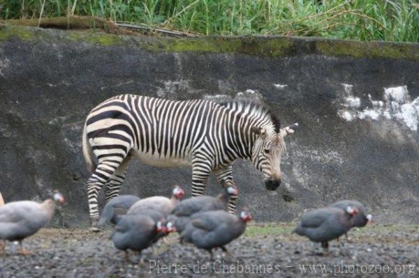 Hartmann's mountain zebra