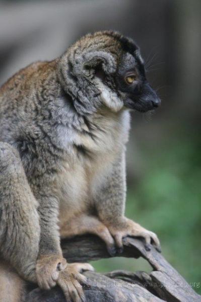 Brown lemur
